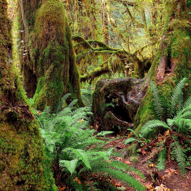 a dense mossy old growth forest adorned with ferns