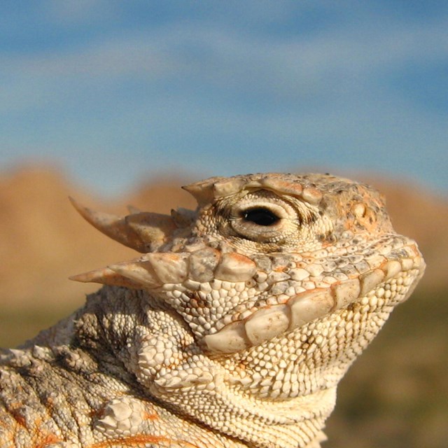 close up of a lizard's head 