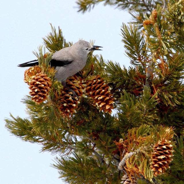 a grey bird, a clark's nutcracker, perches in a whitebark pine tree with many cones