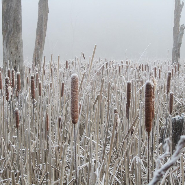 frost and snow covered cattails