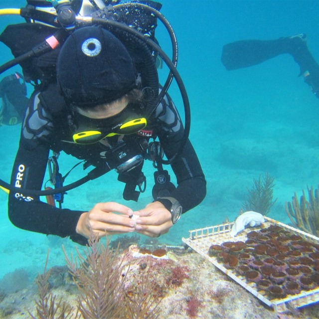 a scuba diver outplants coral onto a reef underwater
