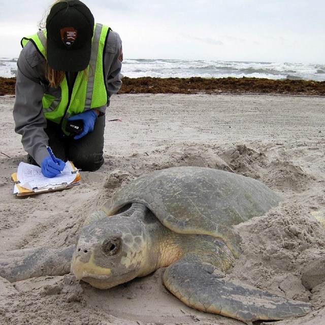 A person in national park service uniform records information while kneeling next to a sea turtle