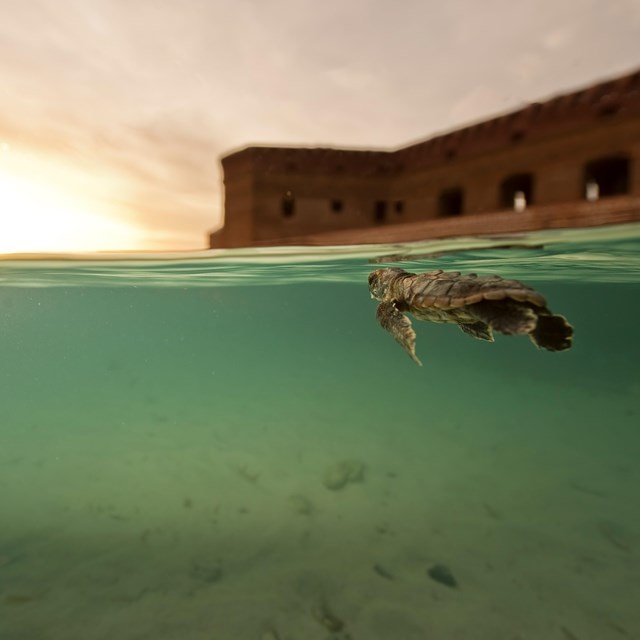 a baby sea turtle swims at the surface of the ocean. Above the waterline a historic fort is visible.