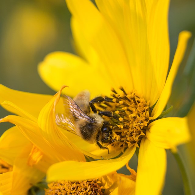 a bumblebee on a yellow flower