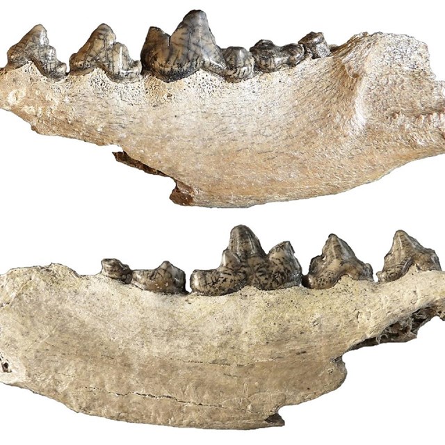 parts of a jawbone of a fossil canid (dog family) with pointy teeth