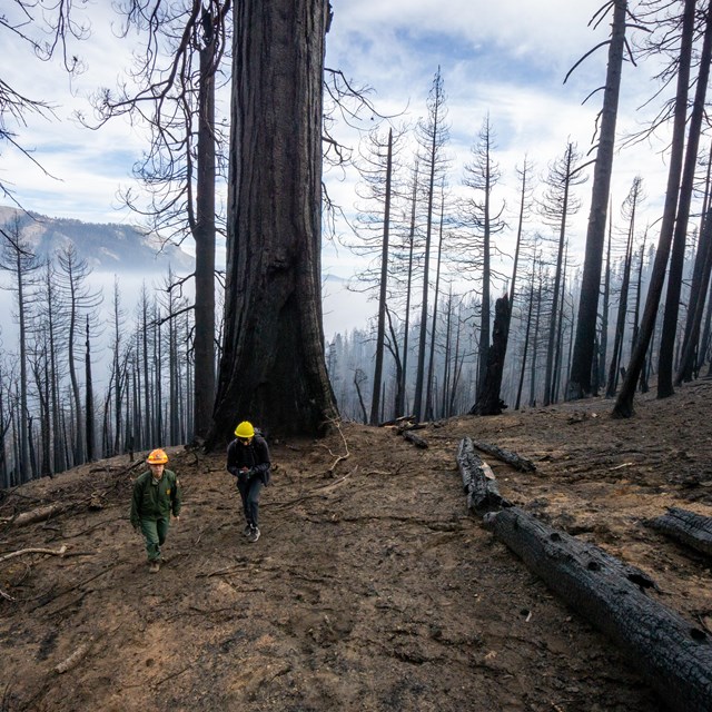 two scientists wearing hard hats walk through a burned area