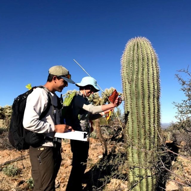 two scientists take measurements of a cactus