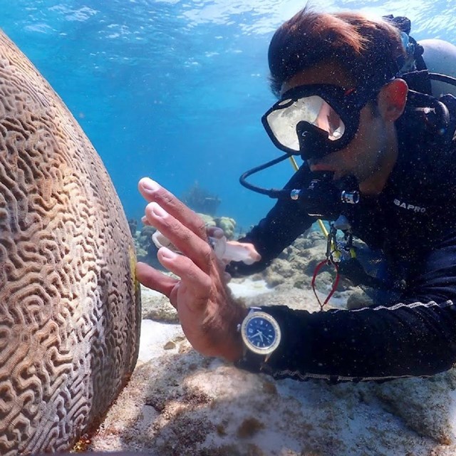 a scuba diver gently applies a medicated paste to a brain coral underwater