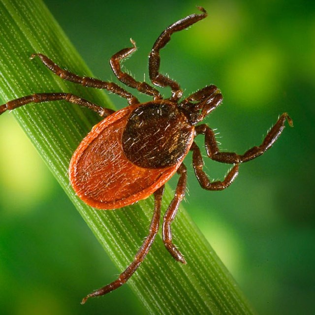 a close up image of a tick