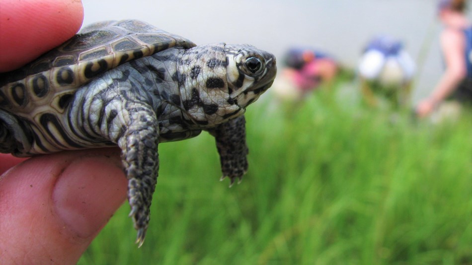 A hand holds a baby diamondback terrapin turtle