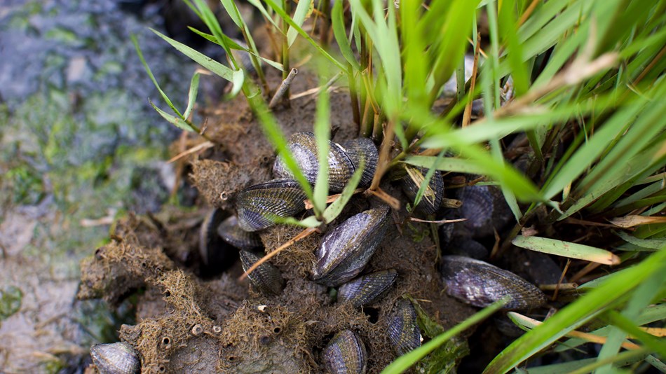 Close-up of mussels buried in salt marsh soil
