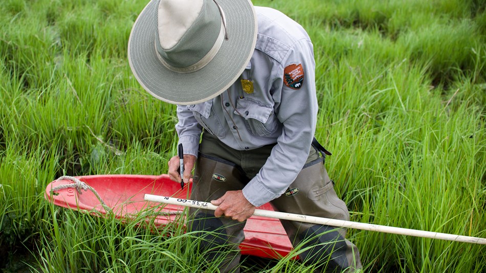A park scientist writes numbers with a black marker on a long white pole