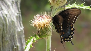 swallowtail butterfly on yellow thistle