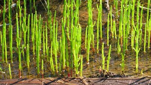 Salicornia growing out of a pool in a salt marsh.
