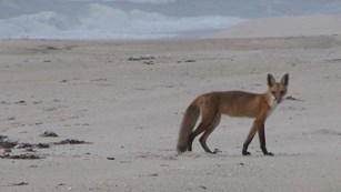 a red fox walks on the beach at dawn