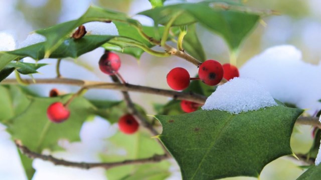 Cluster of red berries among green leaves on a branch