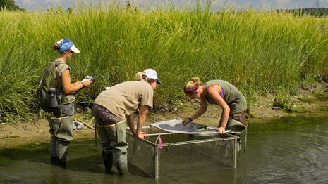 salt marsh crew collects nekton data