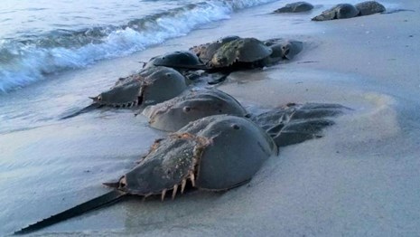 Numerous pairs of mating horseshoe crabs, a larger one on top of a smaller one, line a beach at dusk