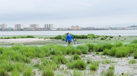 An intern walks in the distance, in a vegetated salt marsh by a wide river