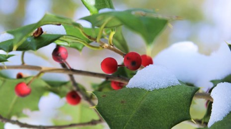 Small red berries among green leaves on a branch