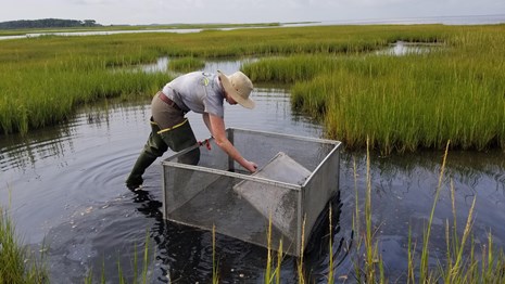 A crew member fishes for nekton using a throw trap in the salt marshes at Assateague Island National
