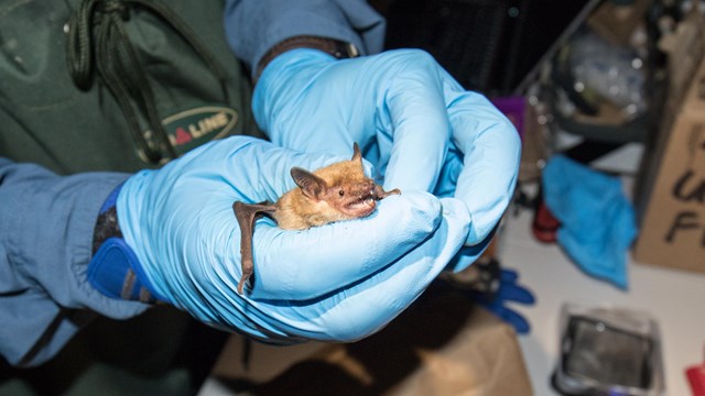 Cover slide of multimedia story. A bat perches on a rock in a dark cave