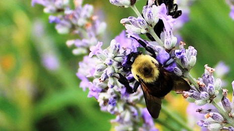 A fuzzy bee sits on a string of purple flowers