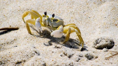 A crab with black eyes and yellow legs crawls along a sandy beach