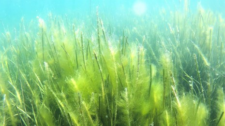 Underwater scene with a meadow of bright green seagrass