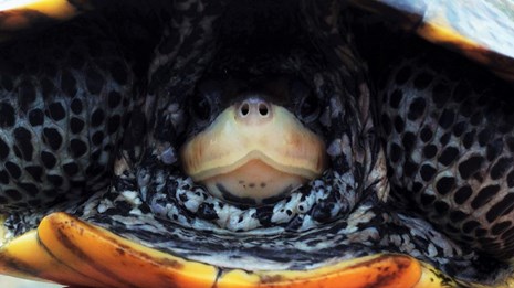A turtle hides in its shell as a hand holds it