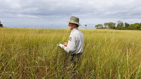 A park scientist stands with his back to the camera in a green salt marsh