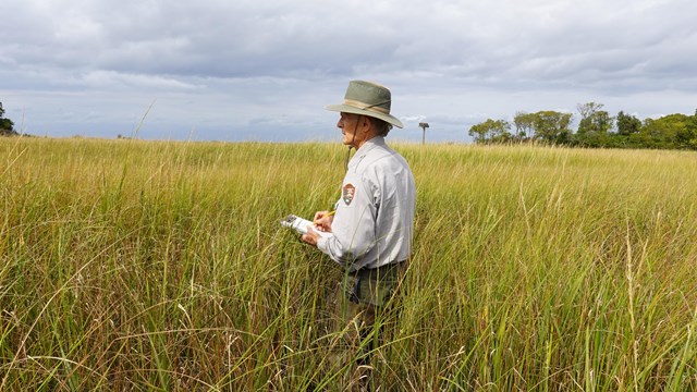 A park scientist stands with his back to the camera in a green salt marsh