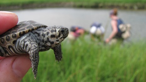 A young diamondback terrapin at Gateway National Recreation Area