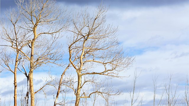 Leafless trees stand tall against a cloudy sky