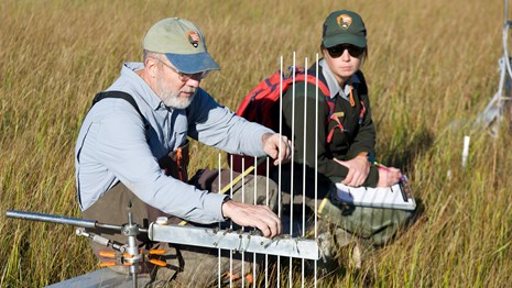 Two park scientists sit on a contraption with long thin vertical poles in a salt marsh at dusk