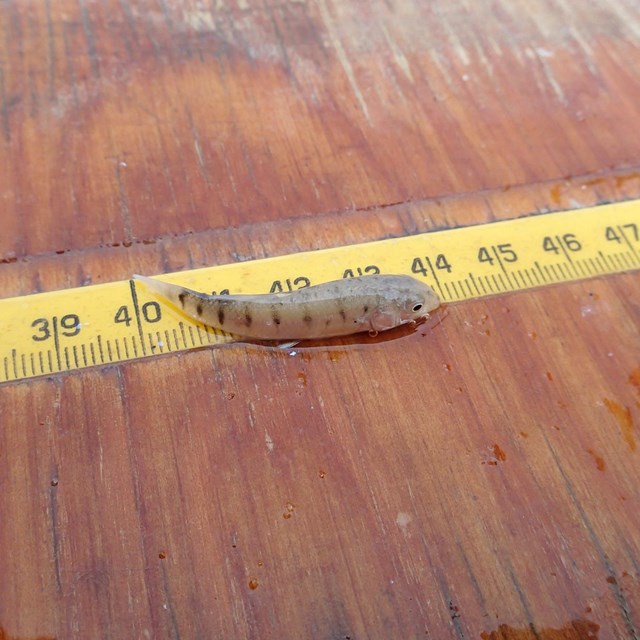 A small fish lies on a table by a measuring tape