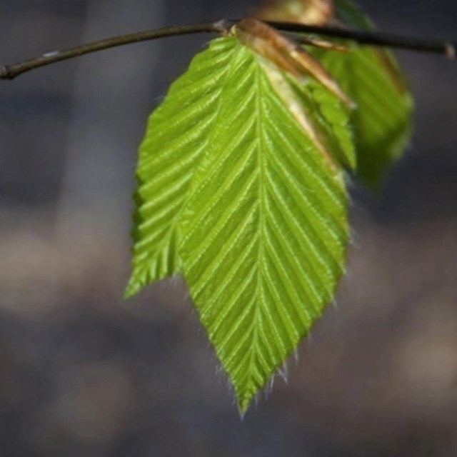 Close-up of green, jagged American beech leaves on a branch