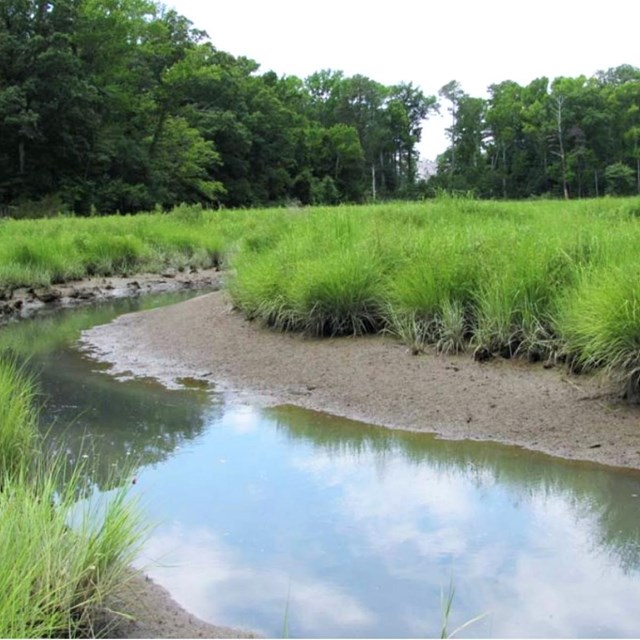 A creek curves through a vegetated salt marsh with trees lining the background
