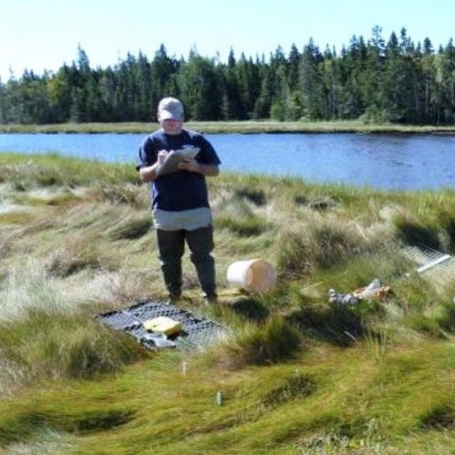 A field crew member stands in a vegetated salt marsh, lined with a river and trees