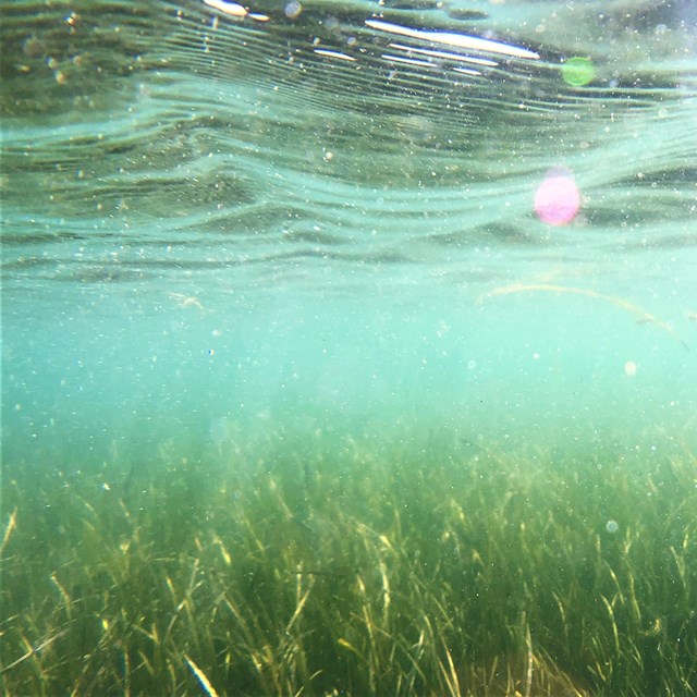 Seagrass underwater with sunlight filtering through in rays