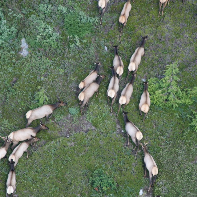 Aerial view of elk herd in open field at Olympic National Park