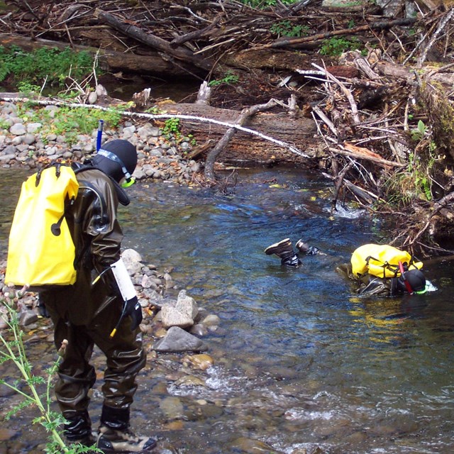 Two biologists in snorkeling gear in a stream at Olympic National Park