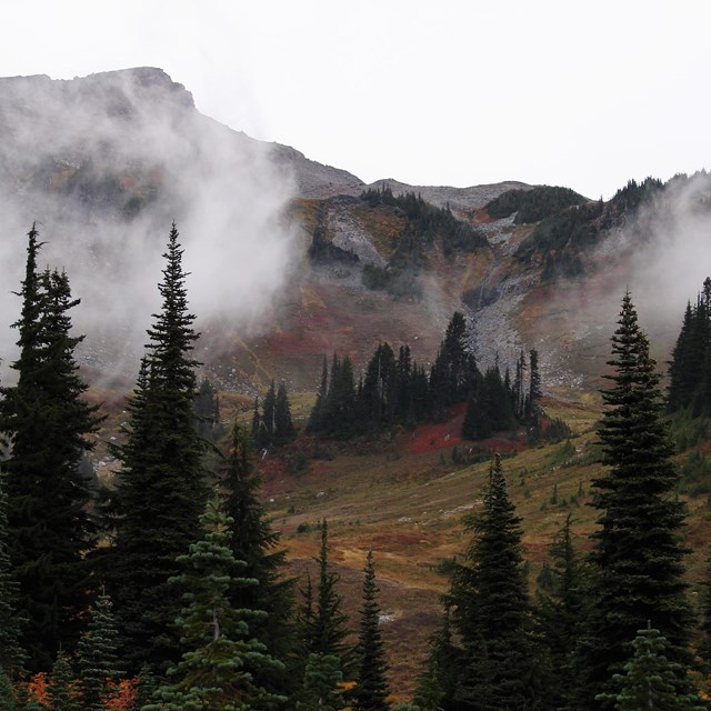 Misty view of fall foliage in subalpine basin at Mount National Park