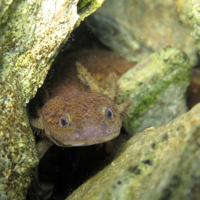 northwestern salamander underwater and between some rocks