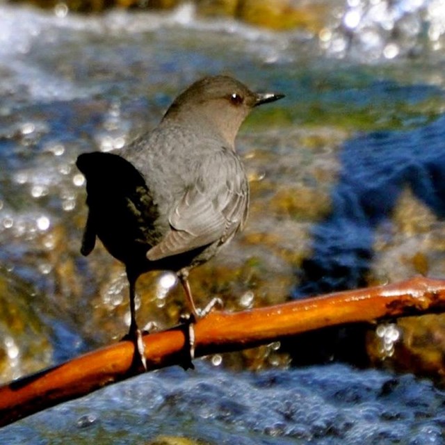 American dipper (a small gray bird) perched on a branch above a stream