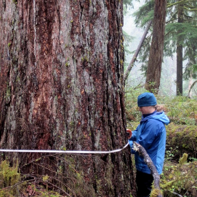 Biologist measures diameter of very large tree