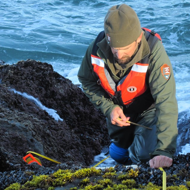Biologist collecting intertidal data on rocky coastline