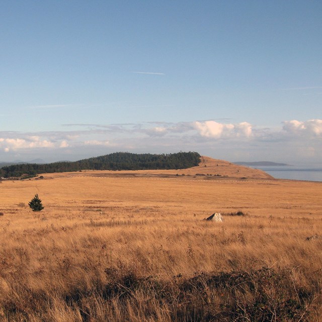 Landscape view of prairie with Puget Sound in background
