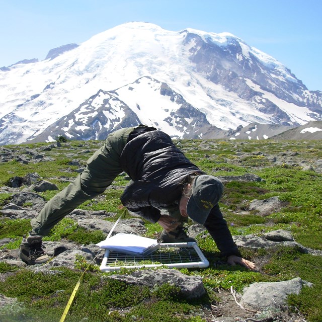 Person assessing plant species in a quadrat at Mount Rainier National Park