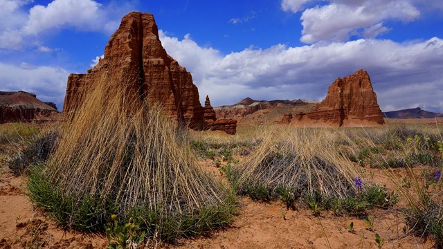 Bunchgrass (foreground), with red rock formations and blue sky